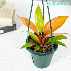 観葉植物 フィロデンドロン プリンスオブオレンジ 4号吊り鉢 育て方説明書付き Philodendron ‘Prince Of Orange’ アロイド｜planchu