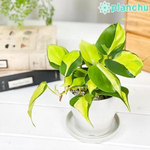 PLANCHU 観葉植物 フィロデンドロン オキ...の商品画像
