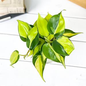PLANCHU 観葉植物 フィロデンドロン オ...の詳細画像1