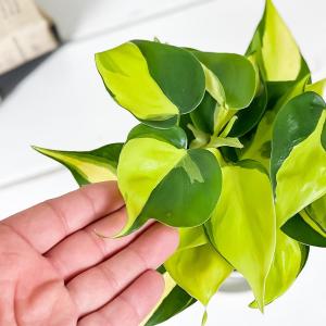 PLANCHU 観葉植物 フィロデンドロン オ...の詳細画像2