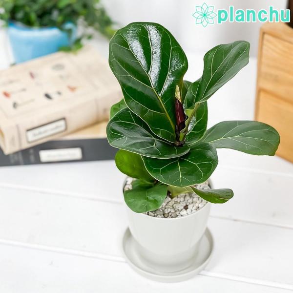 観葉植物 フィカス リラータ 3.5号鉢 受け皿付き 育て方説明書付き Ficus lyrata カ...