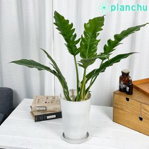 観葉植物 フィロデンドロン ナロー 6号鉢 受け皿付き 育て方説明書付き Philodendron ‘Narrow’ アロイド｜planchu