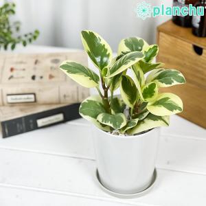PLANCHU 観葉植物 ペペロミア オブツシフ...の商品画像