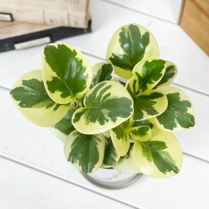 PLANCHU 観葉植物 ペペロミア オブツシ...の詳細画像1