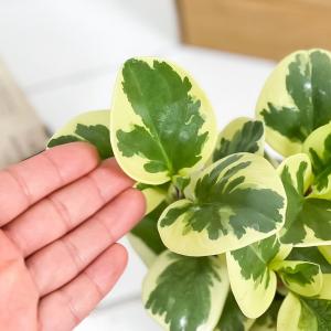 PLANCHU 観葉植物 ペペロミア オブツシ...の詳細画像2