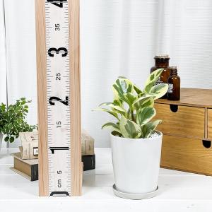 PLANCHU 観葉植物 ペペロミア オブツシ...の詳細画像3