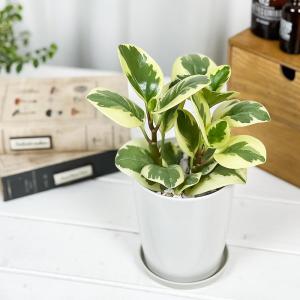 PLANCHU 観葉植物 ペペロミア オブツシ...の詳細画像4