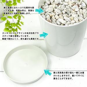 PLANCHU 観葉植物 ペペロミア オブツシ...の詳細画像5