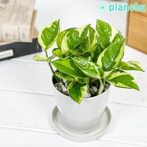 観葉植物 ポトス エメラルド 3.5号鉢 受け皿付き 育て方説明書付き Epipremnum pinnatum ‘N'Joy Lime’ エピプレ｜planchu