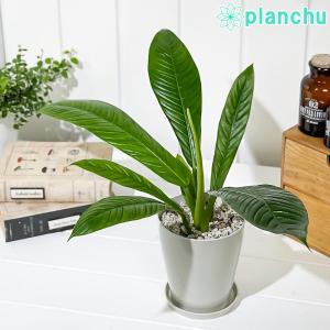 観葉植物 フィロデンドロン カンピー 4号鉢 受け皿付き 育て方説明書付き Philodendron campii アロイド｜planchu