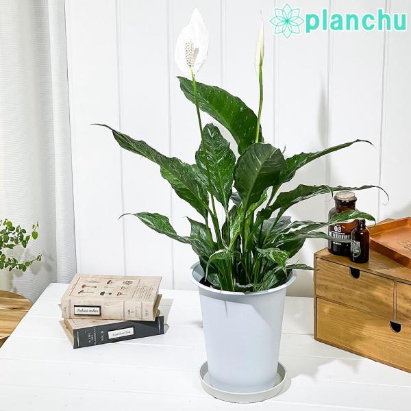 観葉植物 スパティフィラム ドミノ 6号鉢 受け皿付き 育て方説明書付き Spathiphyllum...