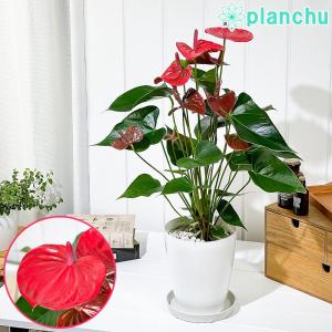 PLANCHU 観葉植物 アンスリウム リトマ 6号鉢 受け皿付き 育て方説明書付き Anthurium ‘Ritma’ アンスリューム 鉢花 珍｜planchu