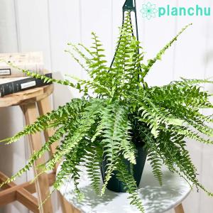 その他観葉植物 ryo Ryo (@jeep55Ryo) / X