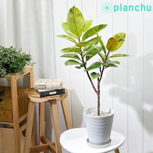 観葉植物専門店 プランチュ Yahoo!店