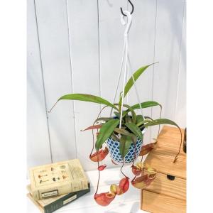 PLANCHU 食虫植物 ネペンテス ソレリー ...の商品画像