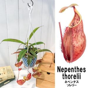 PLANCHU 食虫植物 ネペンテス ソレリー...の詳細画像1