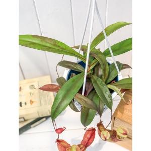 PLANCHU 食虫植物 ネペンテス ソレリー...の詳細画像2