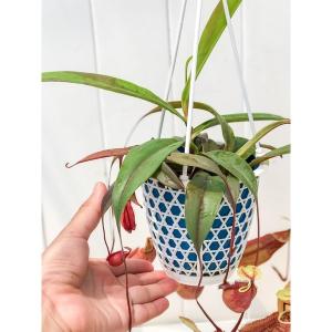 PLANCHU 食虫植物 ネペンテス ソレリー...の詳細画像3