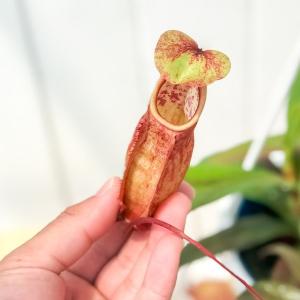 PLANCHU 食虫植物 ネペンテス ソレリー...の詳細画像4
