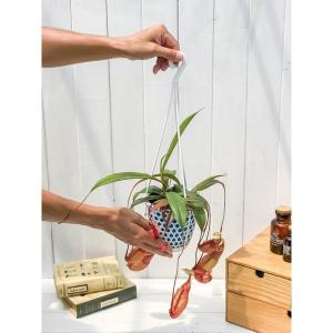 PLANCHU 食虫植物 ネペンテス ソレリー...の詳細画像5