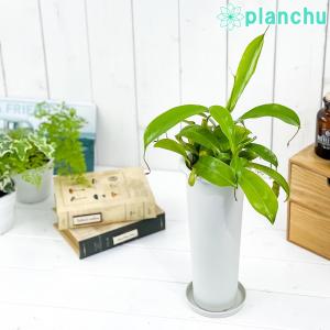 食虫植物 ウツボカズラ ネペンテス 3.5号ロング鉢 育て方説明書付き Nepenthes｜planchu