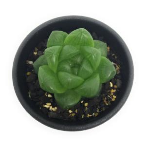 多肉植物 ハオルチア ウンブラティコラ 2.5号鉢 Haworthia umbraticola｜planchu