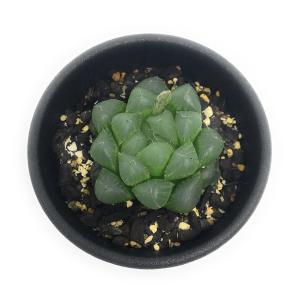 ハオルシアの通販 価格比較 Tira