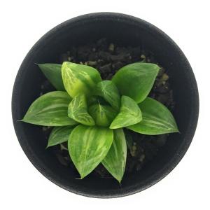 多肉植物 ハオルチア 宝草錦 2.5号鉢 Haworthia cuspidata f.variegata｜planchu