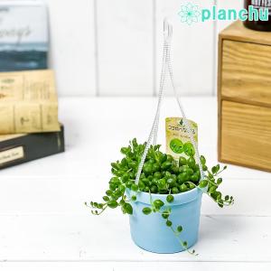 セネシオ 多肉植物の商品一覧 通販 Yahoo ショッピング