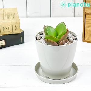 子宝草の商品一覧 通販 Yahoo ショッピング