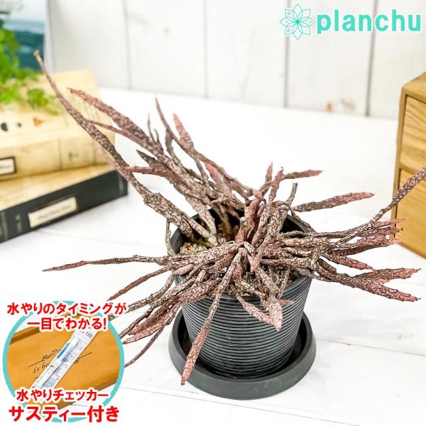 多肉植物 ユーフォルビア プラティクラダ 4号樹脂鉢 ダークグレー サスティー付き 受け皿付き 育て...