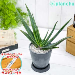 多肉植物 アロエ スプラフォリアータ 4号樹脂鉢 ダークグレー サスティー付き 受け皿付き 育て方説明書付き Aloe suprafoliata｜planchu