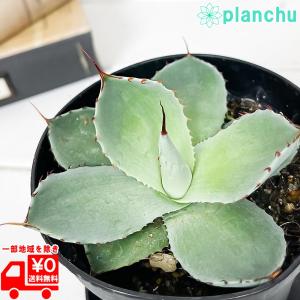 多肉植物 アガベ パリー トランカータ 3.5号スリット鉢 受け皿付き 育て方説明書付き Agave parryi var. truncata トルンカータ 観葉植物｜planchu