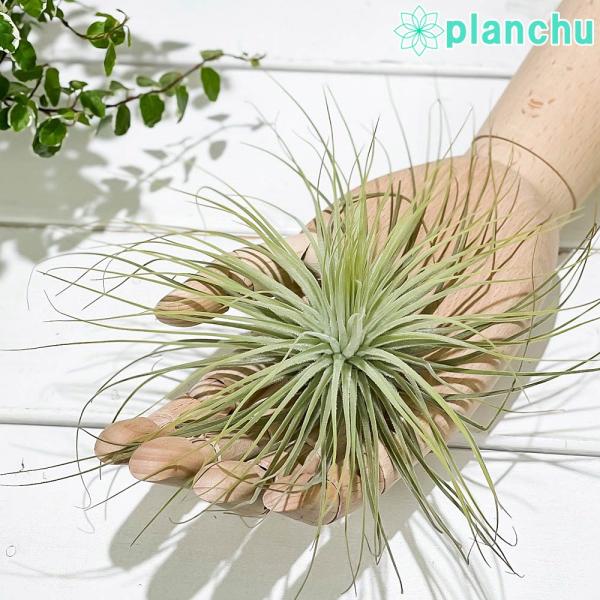 エアプランツ ティランジア マグヌシアナ Lサイズ 1株 育て方説明書付き Tillandsia m...