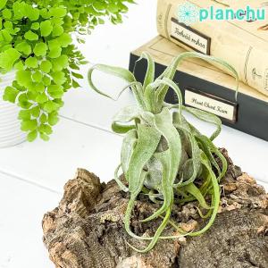 PLANCHU エアプランツ ティランジア ストレプトフィラ 1株 育て方説明書付き Tillandsia streptophylla エアープラ