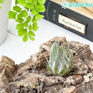 エアプランツ ティランジア カウツキー 育て方説明書付き Tillandsia kautskyi エアープランツ チランジア｜planchu