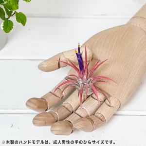 PLANCHU エアプランツ ティランジア イ...の詳細画像3