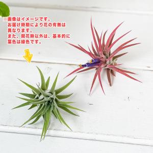 PLANCHU エアプランツ ティランジア イ...の詳細画像5