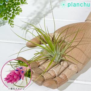 メール便発送 エアプランツ ティランジア ストリクタ SSサイズ 1株 育て方説明書付き Tillandsia stricta エアープランツ チランジア｜planchu