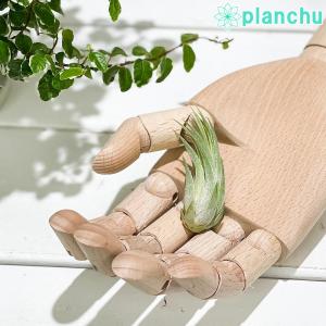 PLANCHU メール便発送 エアプランツ ティ...の商品画像