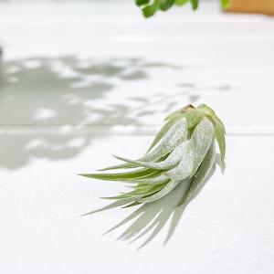 PLANCHU メール便発送 エアプランツ テ...の詳細画像1