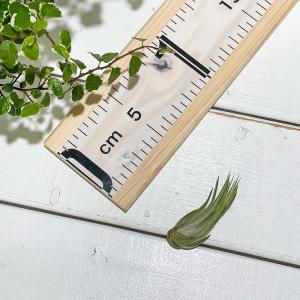 PLANCHU メール便発送 エアプランツ テ...の詳細画像3