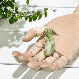 PLANCHU メール便発送 エアプランツ テ...の詳細画像5