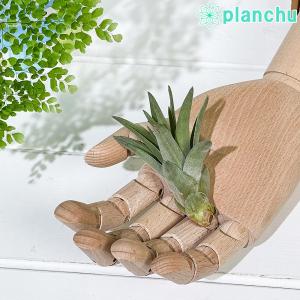 PLANCHU メール便発送 エアプランツ ティ...の商品画像