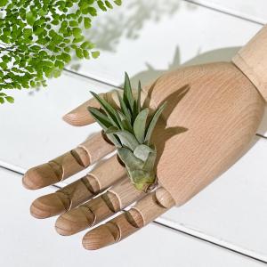 PLANCHU メール便発送 エアプランツ テ...の詳細画像1