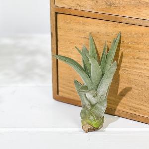PLANCHU メール便発送 エアプランツ テ...の詳細画像2
