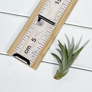 PLANCHU メール便発送 エアプランツ テ...の詳細画像3