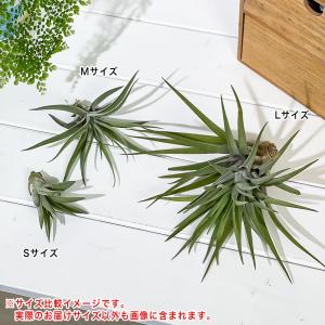 PLANCHU メール便発送 エアプランツ テ...の詳細画像4