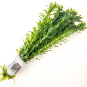 水草 アナカリス 10本 国産 メダカに 金魚に 熱帯魚に