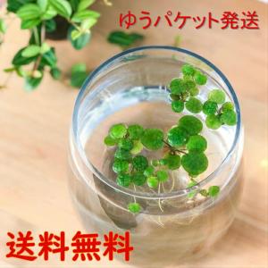 浮草 ドワーフフロッグビット 5株